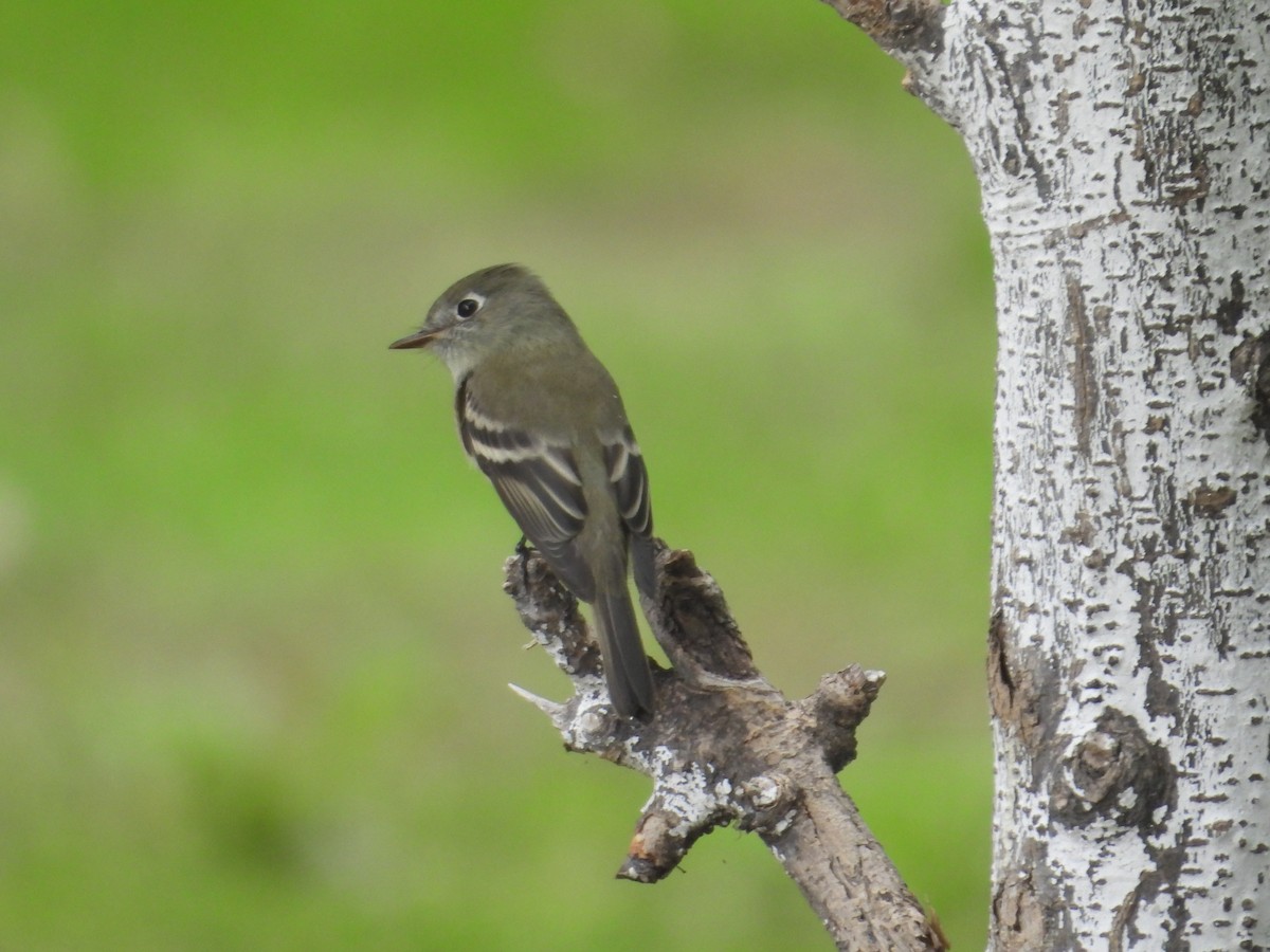Hammond's Flycatcher - ML641933613