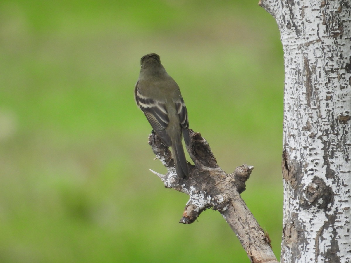 Hammond's Flycatcher - ML641933614