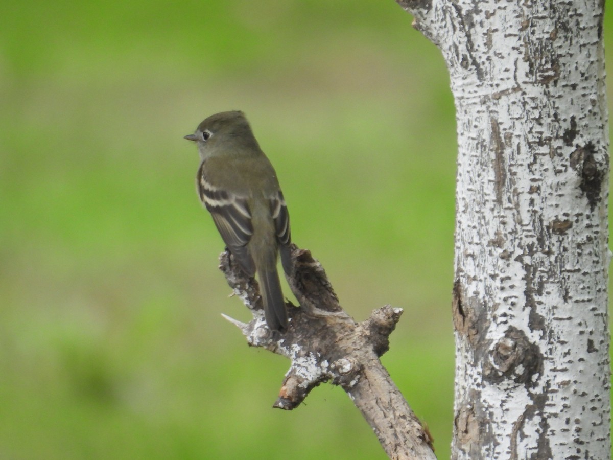 Hammond's Flycatcher - ML641933615