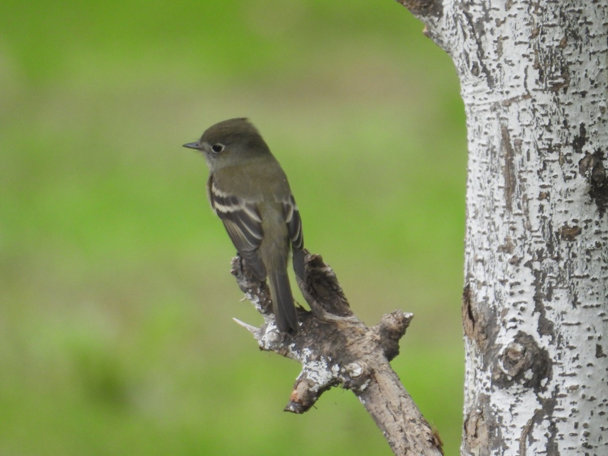 Hammond's Flycatcher - ML641933616
