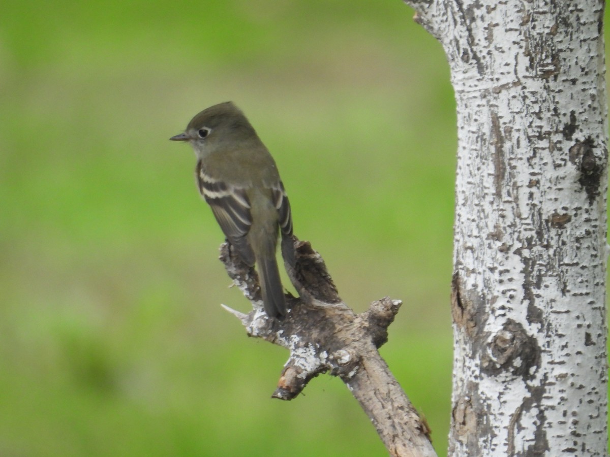 Hammond's Flycatcher - ML641933617