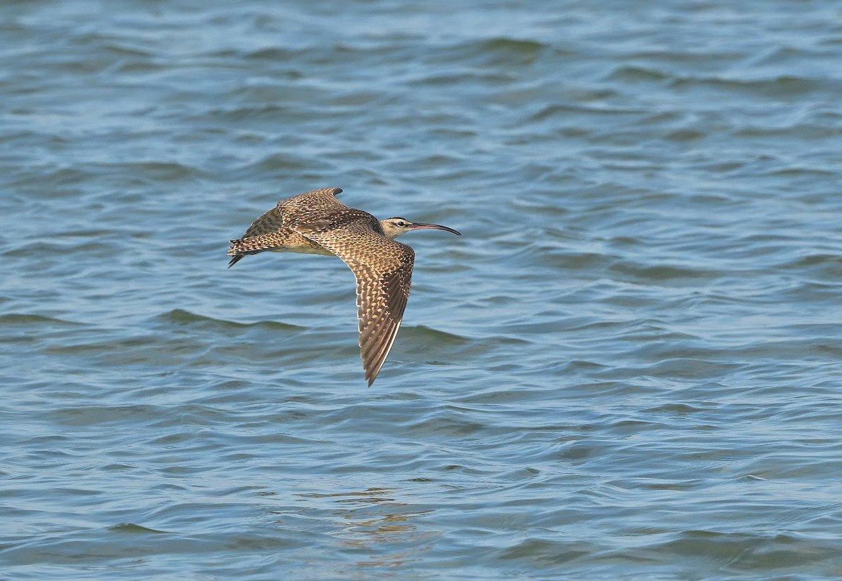 Hudsonian Whimbrel - ML641933619