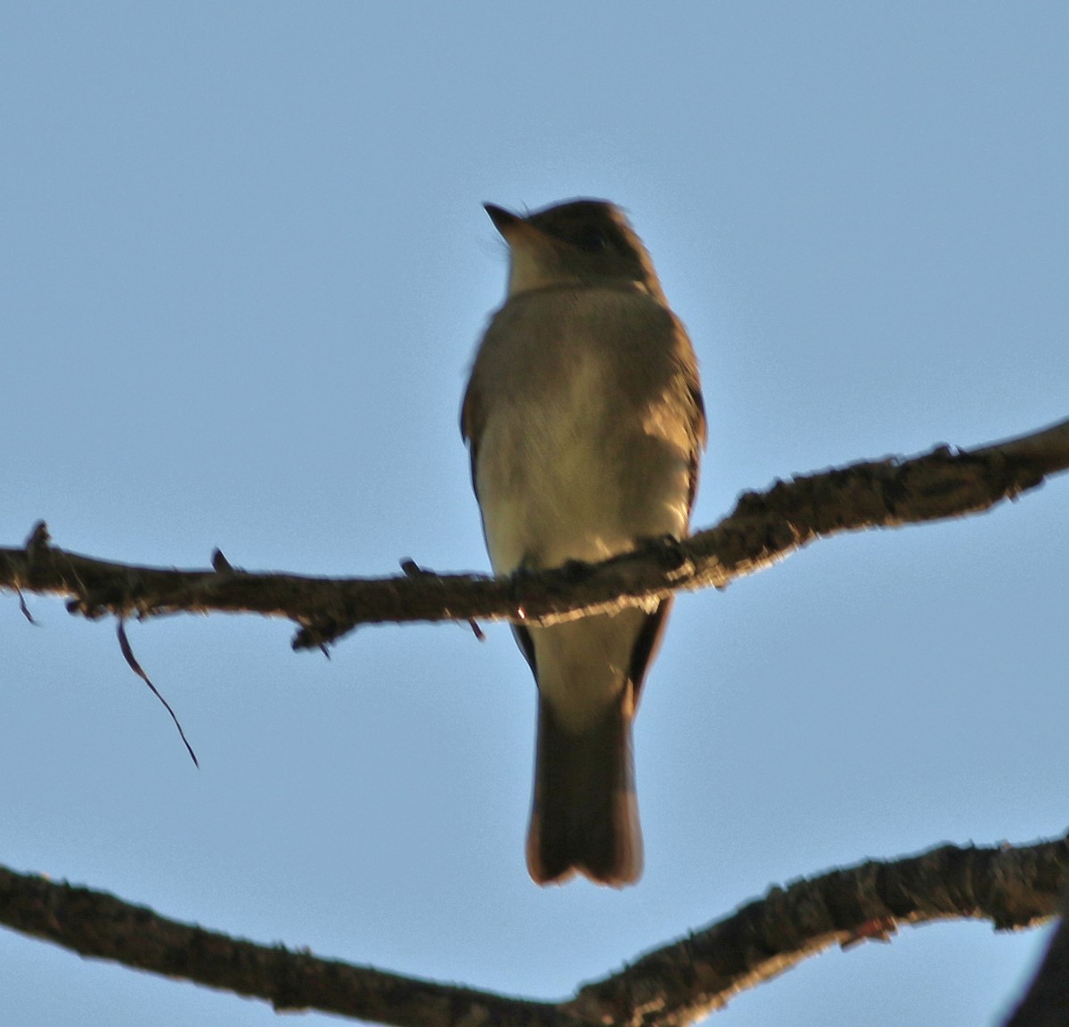 Western Wood-Pewee - ML641933622