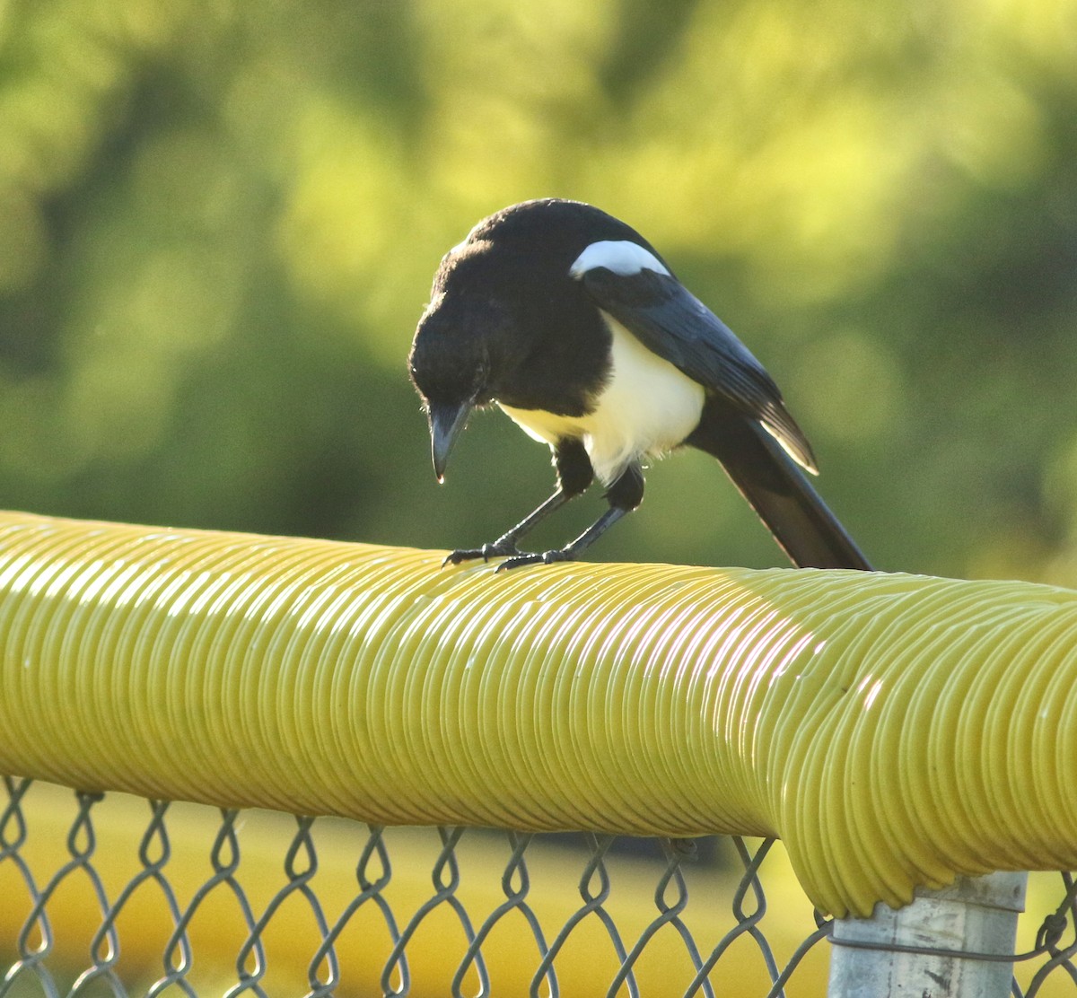 Black-billed Magpie - ML641933649