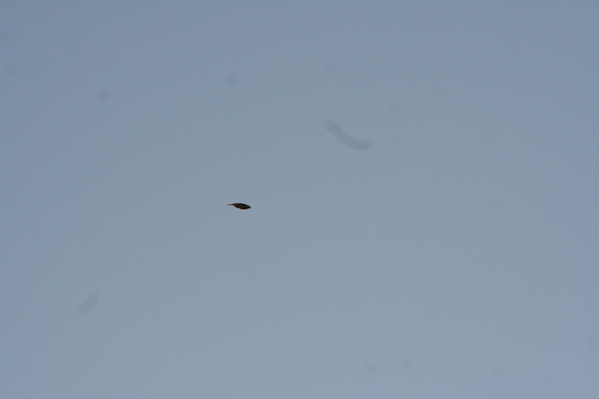 European Serin - ML641933651