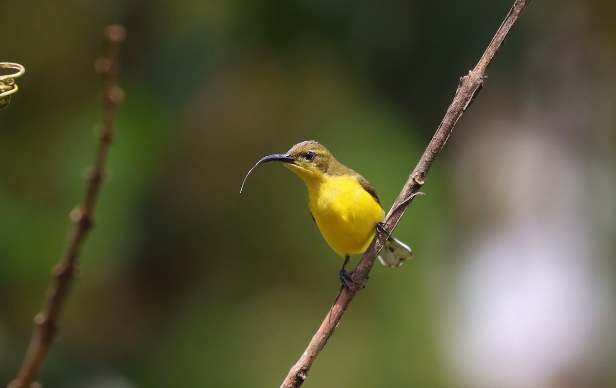 Garden Sunbird - ML641933654