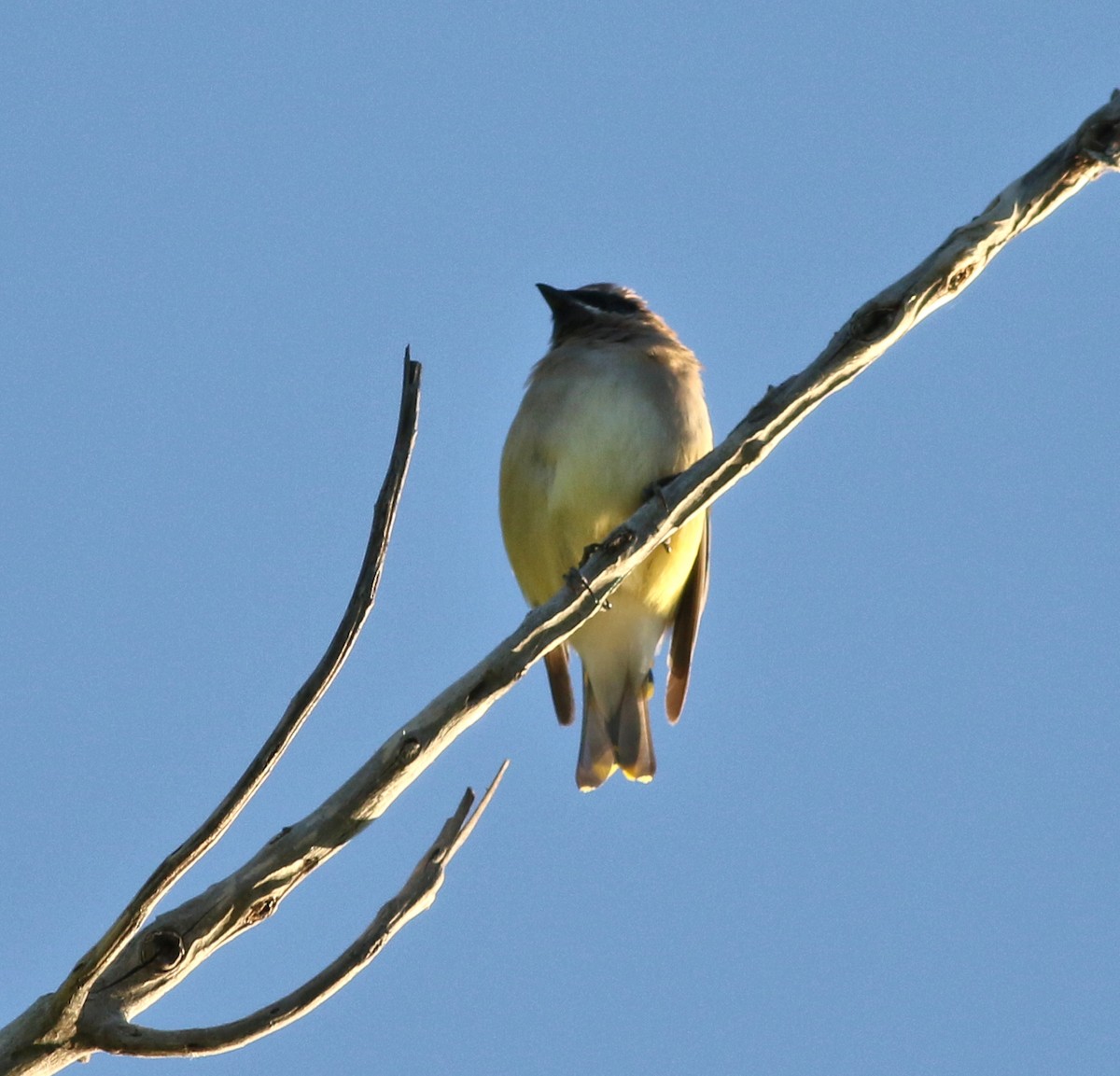 Cedar Waxwing - ML641933656