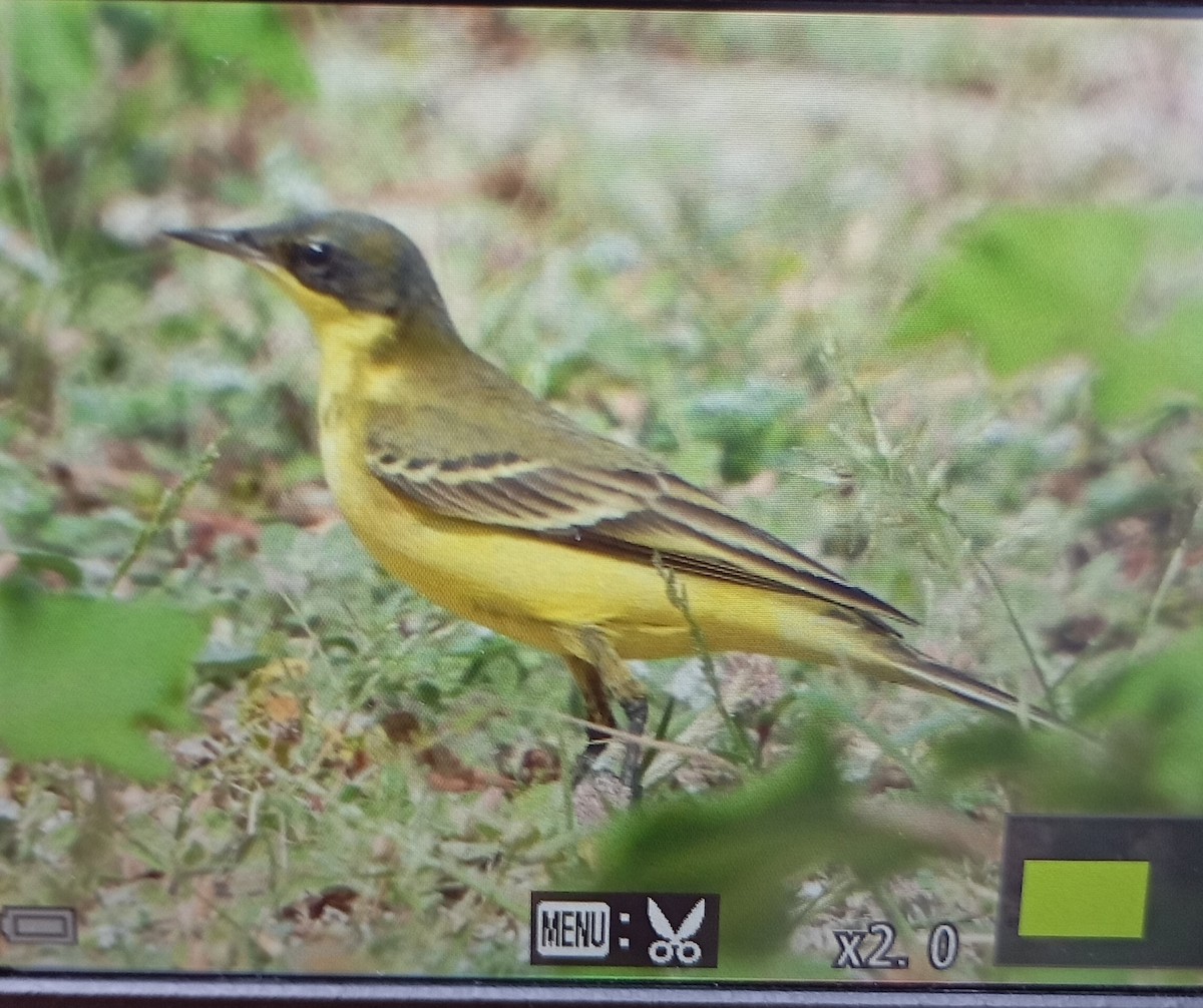 Western Yellow Wagtail (thunbergi) - ML641933667