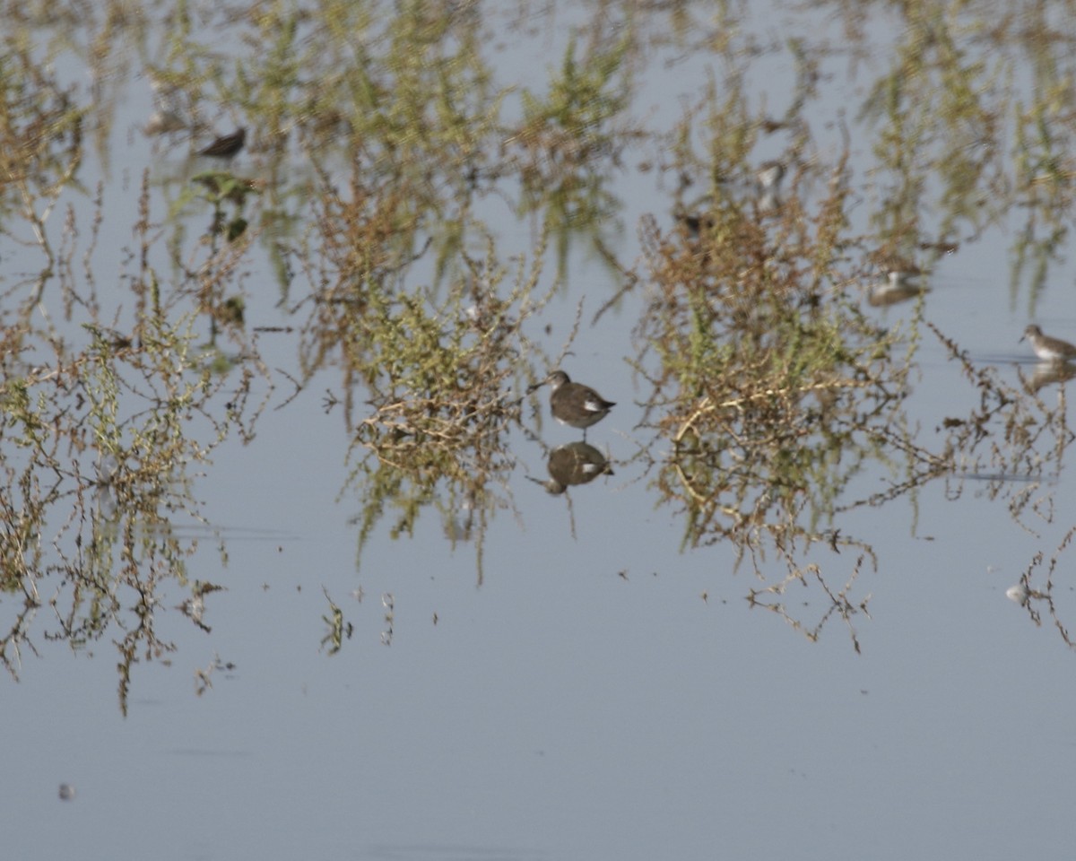 Solitary Sandpiper - ML641933685