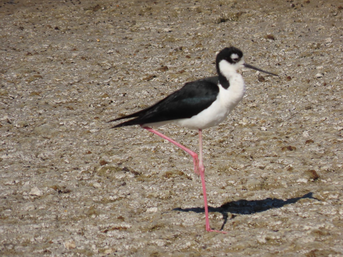 Black-necked Stilt - ML641933686