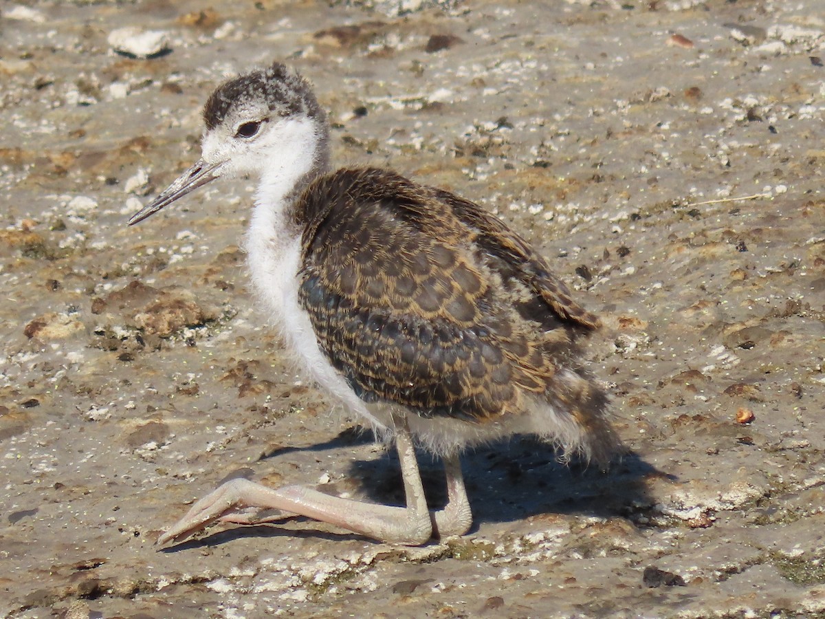 Black-necked Stilt - ML641933688