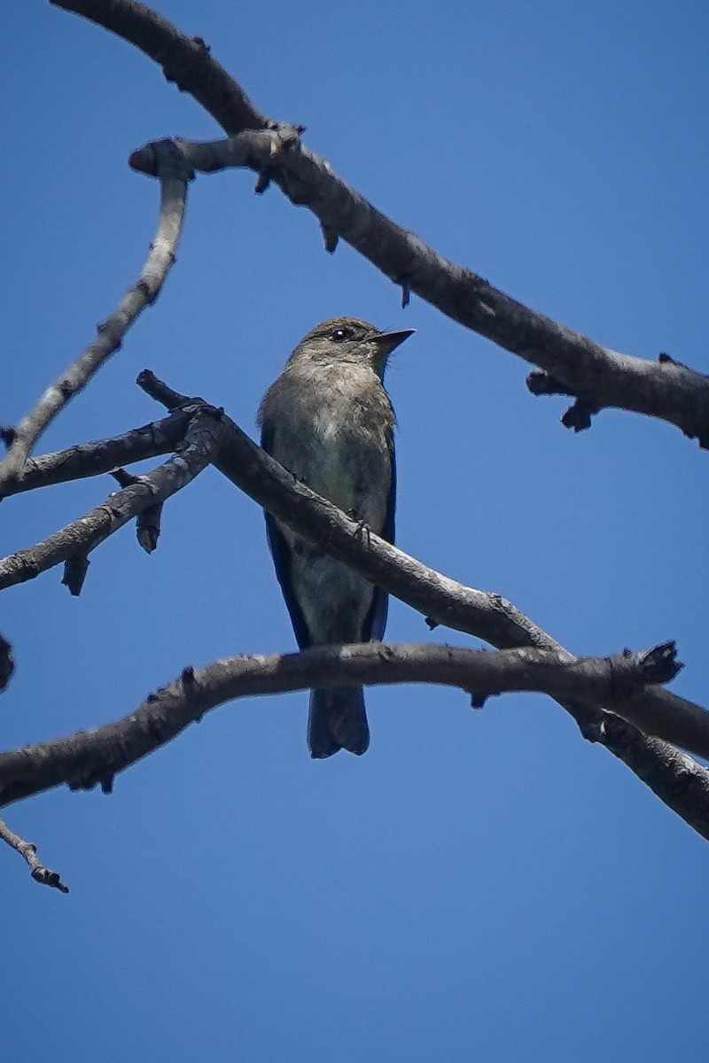 Western Wood-Pewee - ML641933695