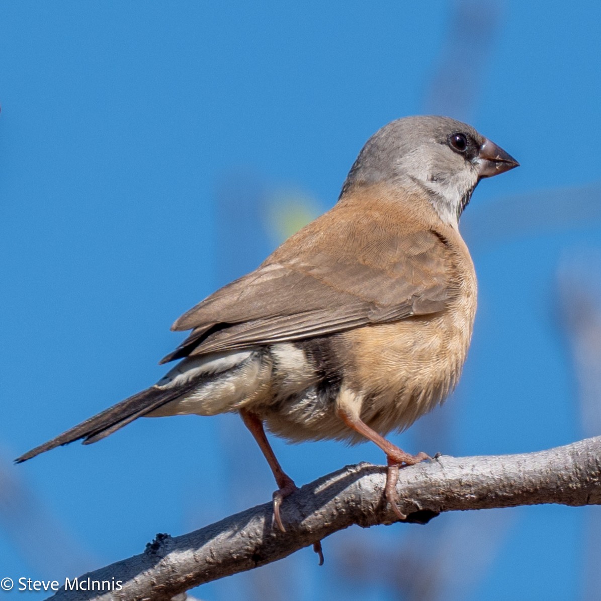 Masked Finch - ML641933707