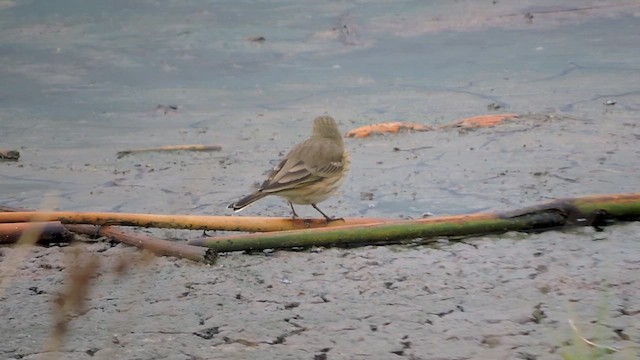 American Pipit - ML641933724