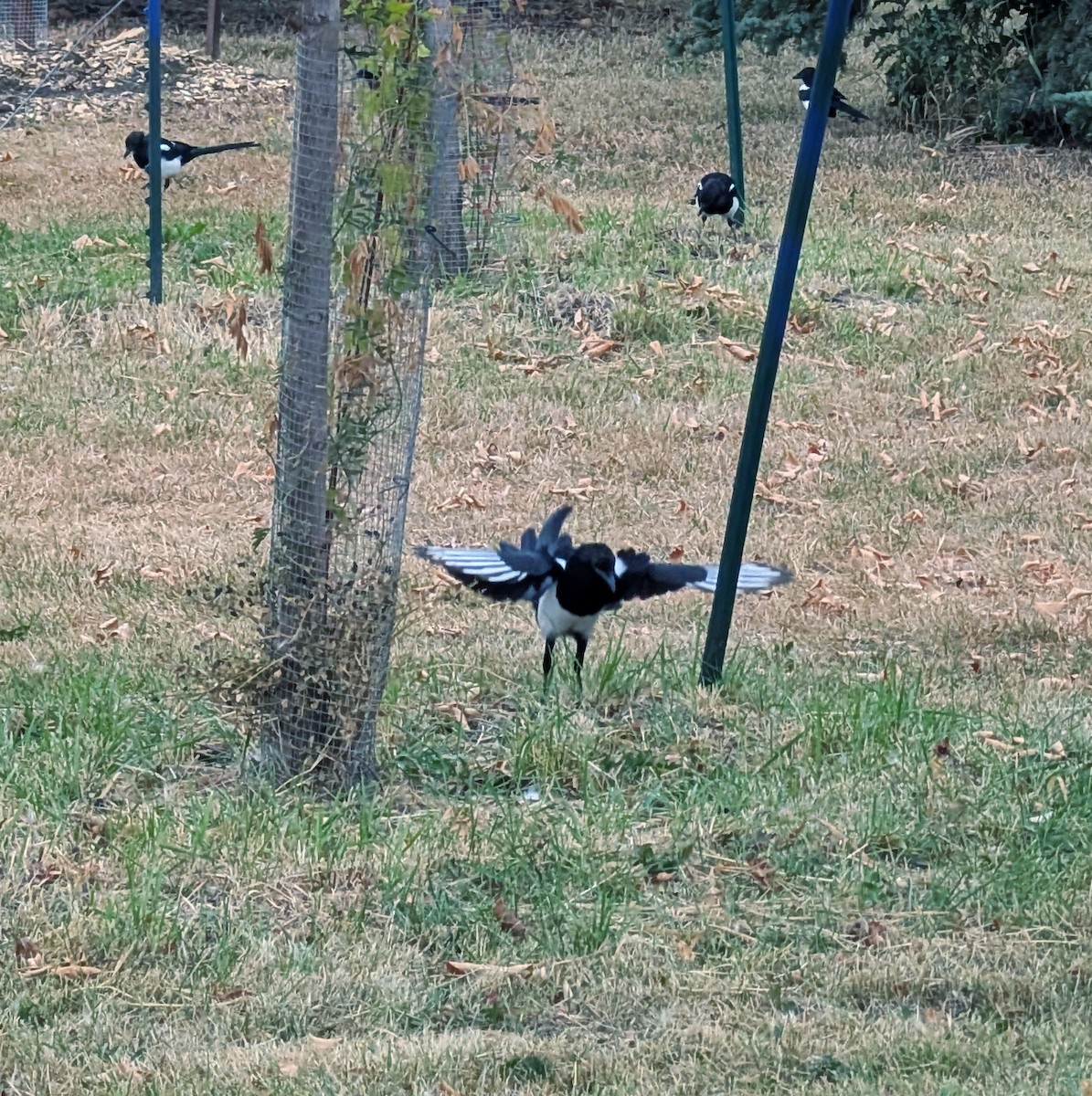 Black-billed Magpie - ML641933744