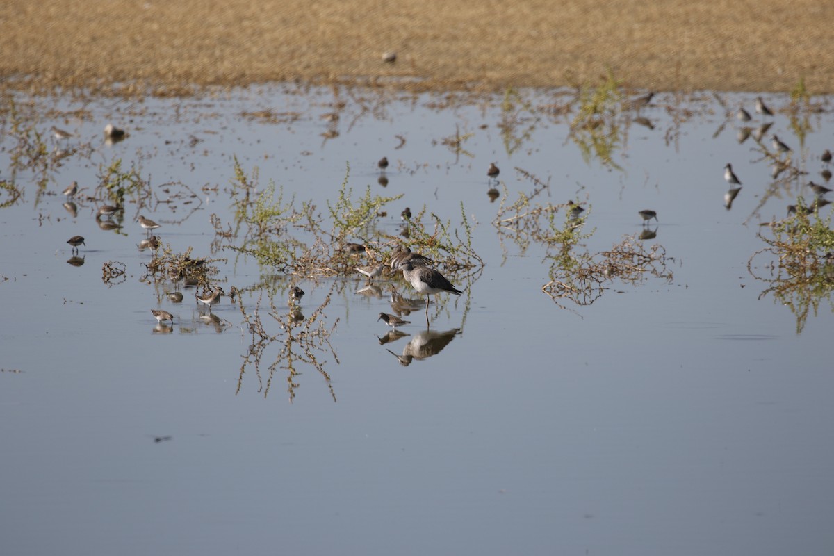 Least Sandpiper - ML641933758