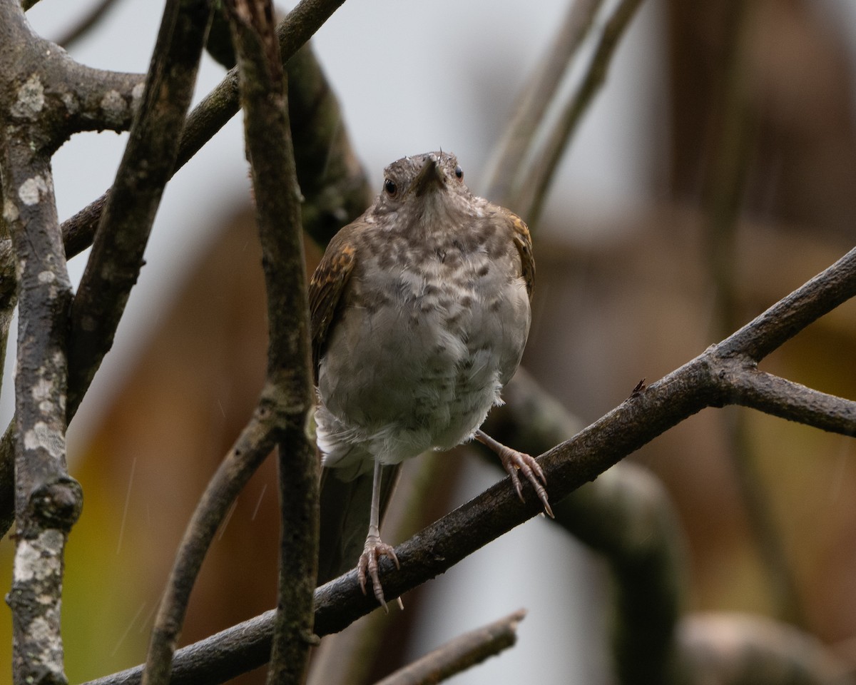 Pale-breasted Thrush - ML641933768