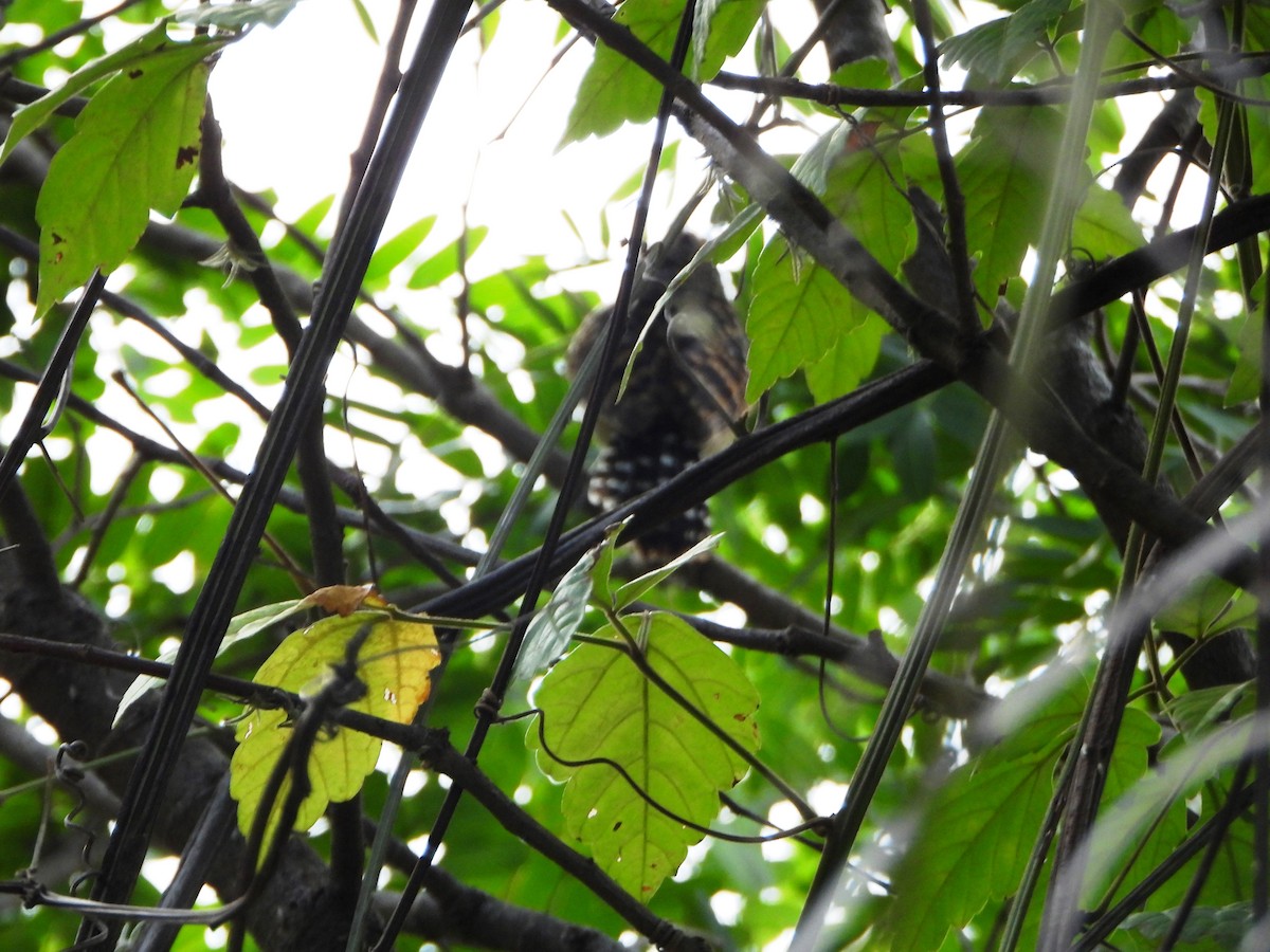 Barred Antshrike - ML641933778
