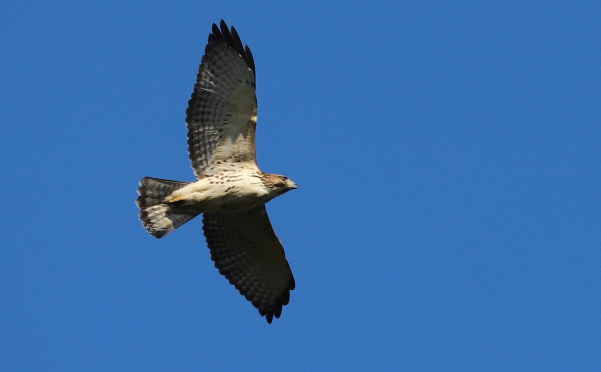 Broad-winged Hawk - ML641933797
