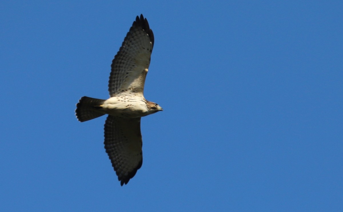 Broad-winged Hawk - ML641933810