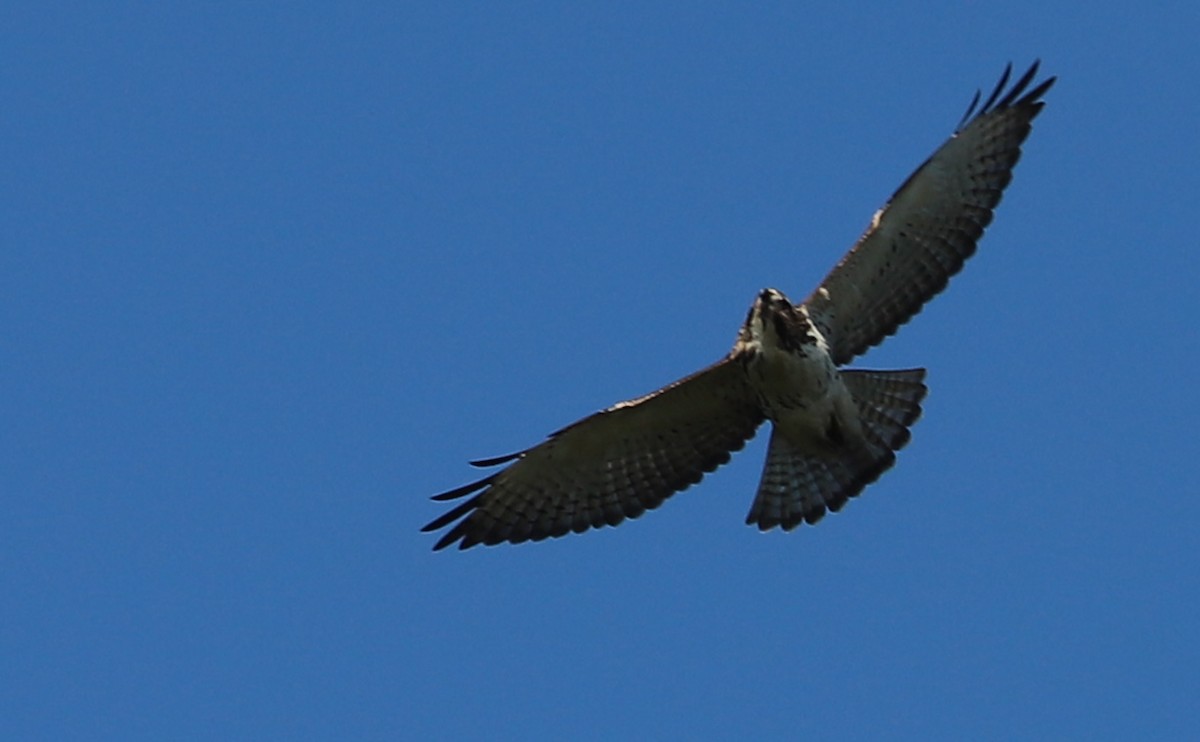Broad-winged Hawk - ML641933820