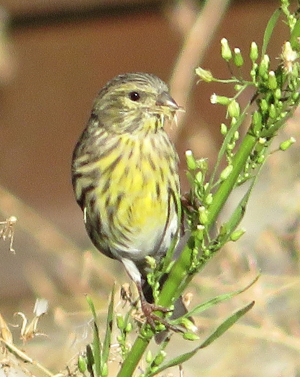 European Serin - ML641933840