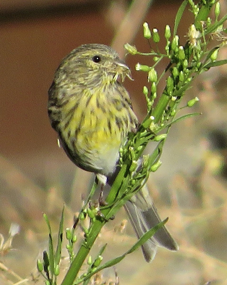 European Serin - ML641933841