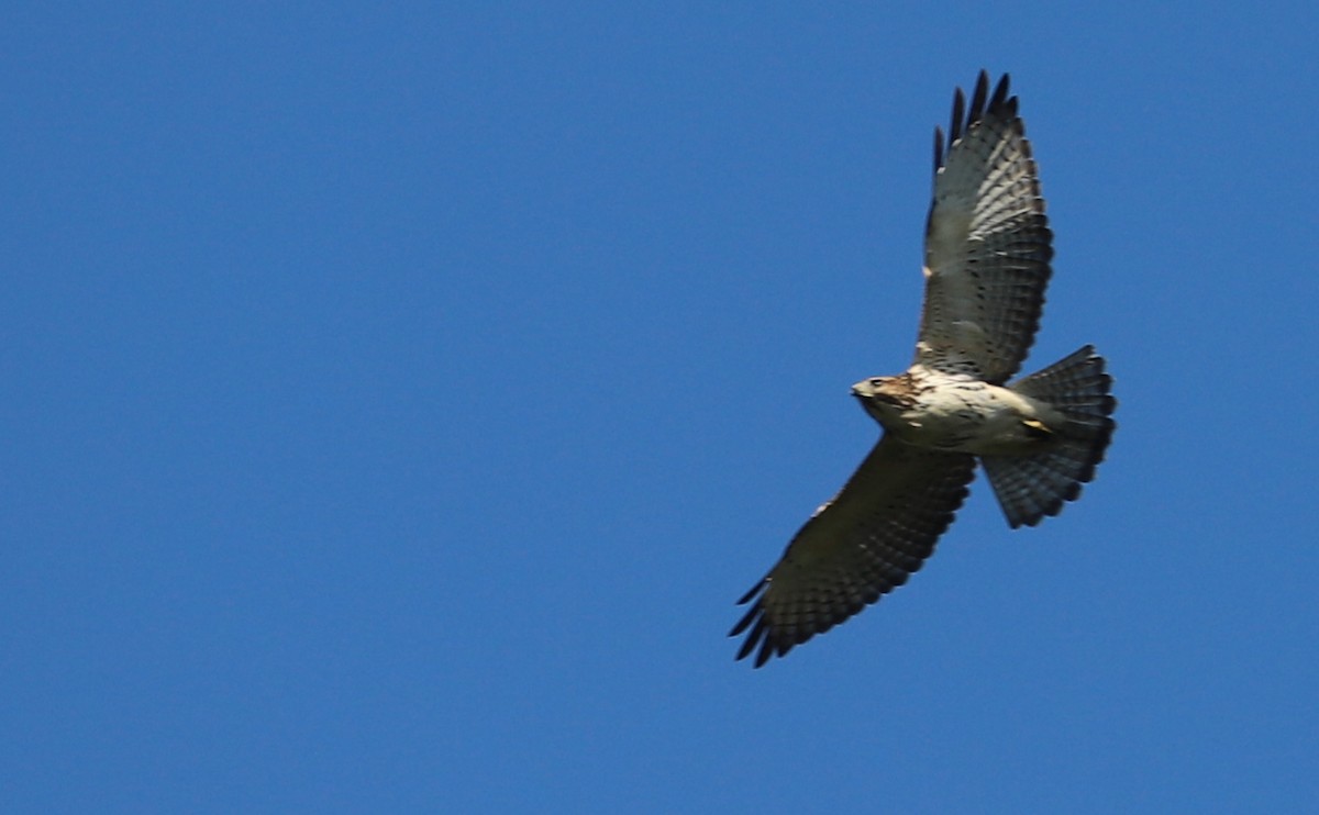 Broad-winged Hawk - ML641933842