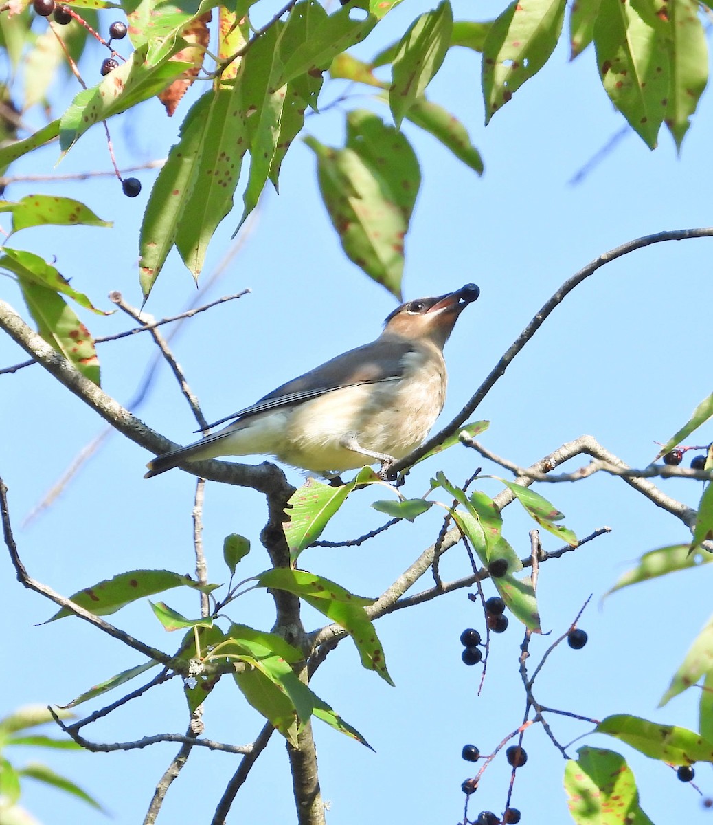 Cedar Waxwing - ML641933850