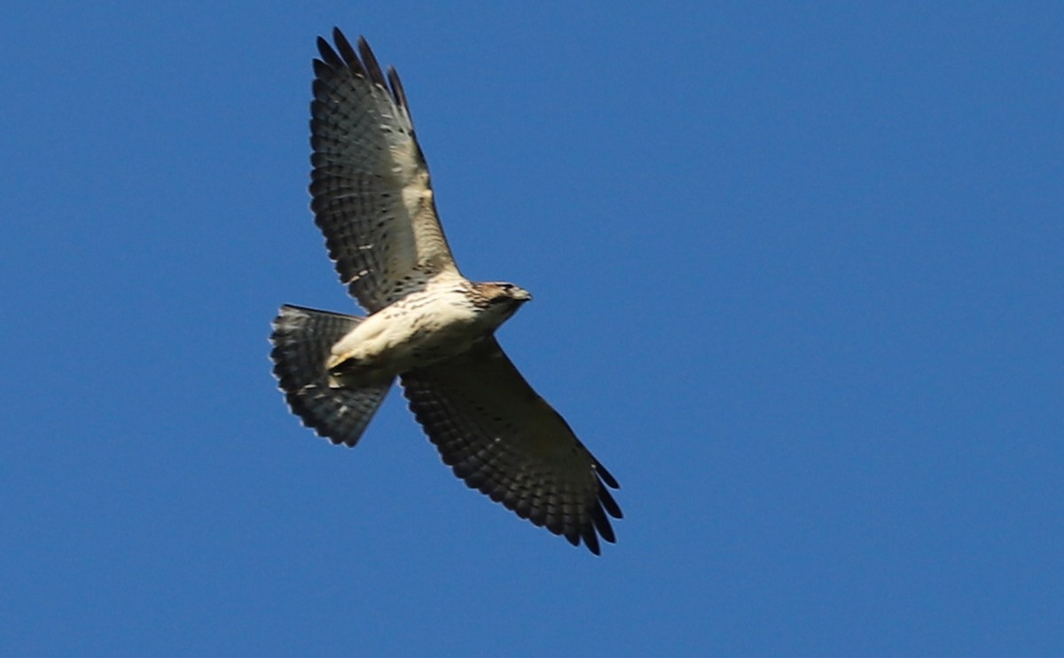 Broad-winged Hawk - ML641933852