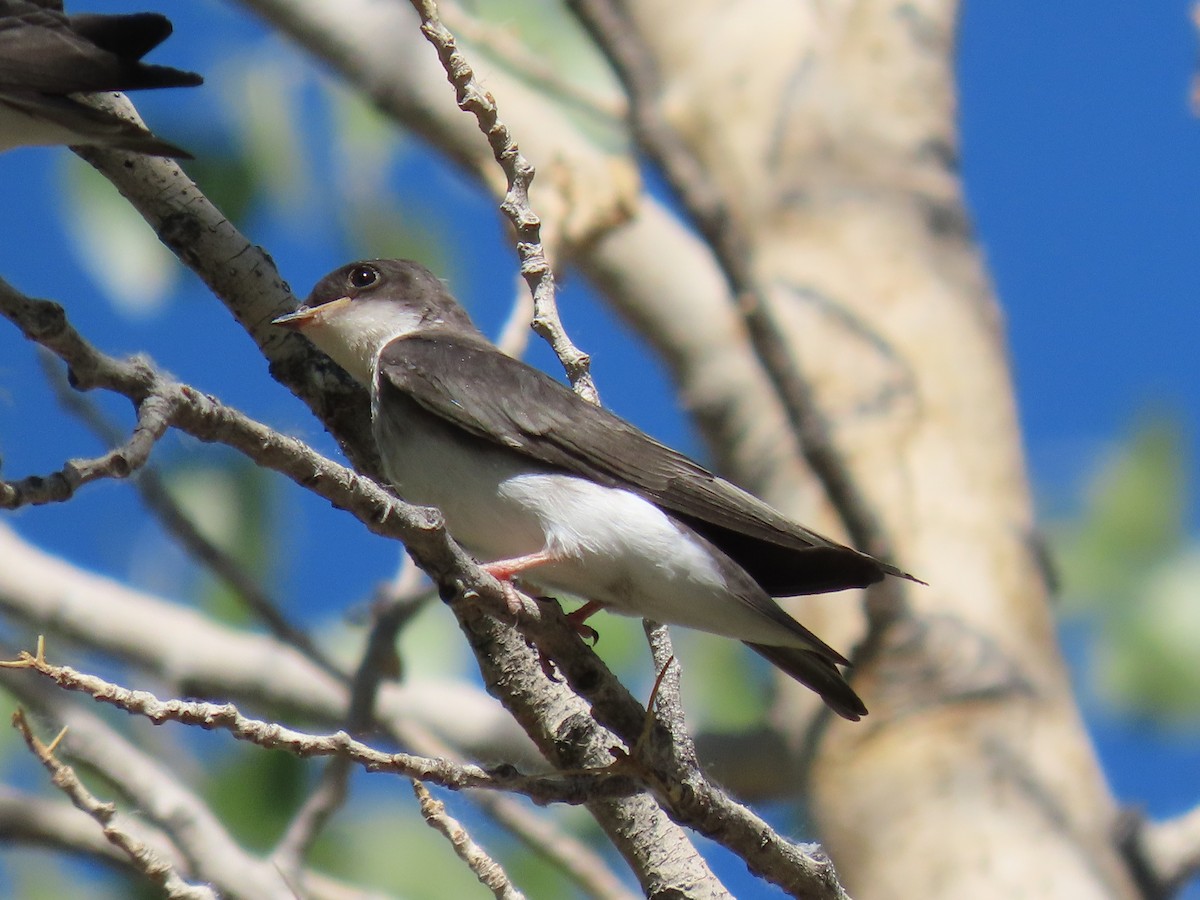 Tree Swallow - ML641933859