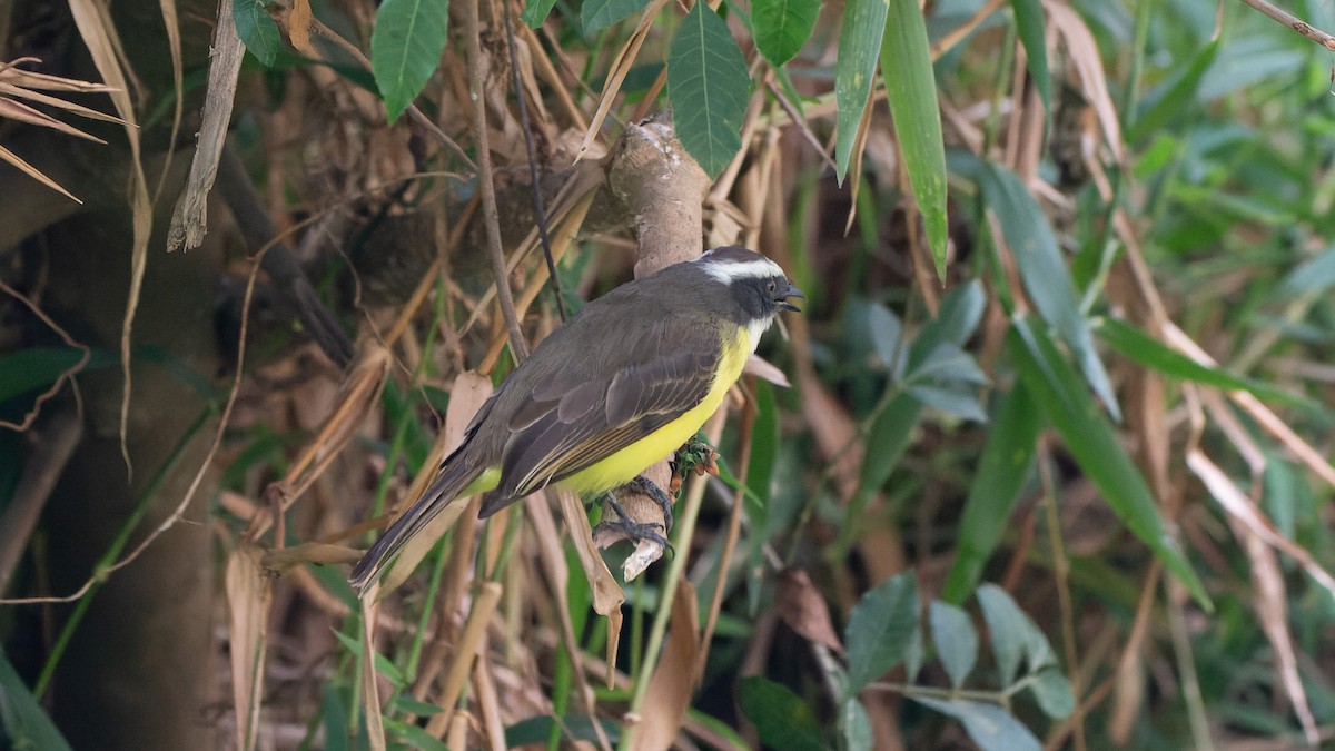 Social Flycatcher - ML641933865