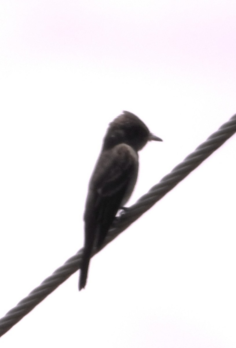 Greater Pewee - ML641933886