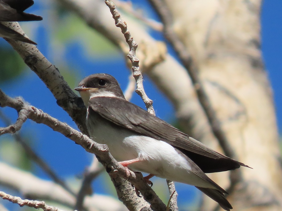 Tree Swallow - ML641933894