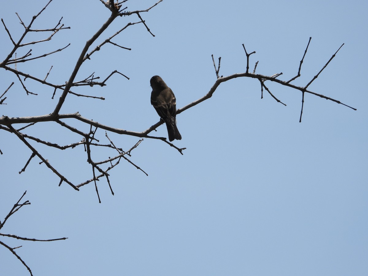 Western Wood-Pewee - ML641933905