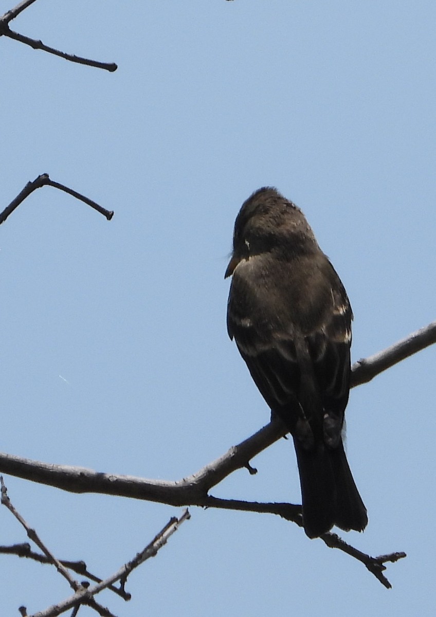 Western Wood-Pewee - ML641933935