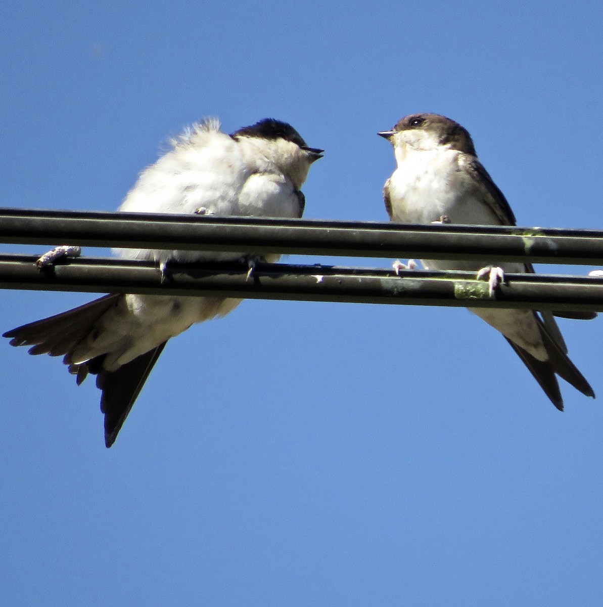 Western House-Martin - ML641933948