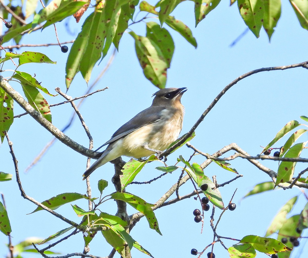 Cedar Waxwing - ML641933959