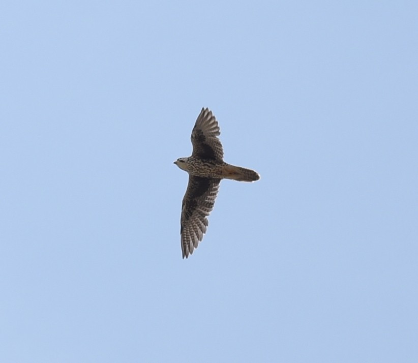 Prairie Falcon - ML641933964