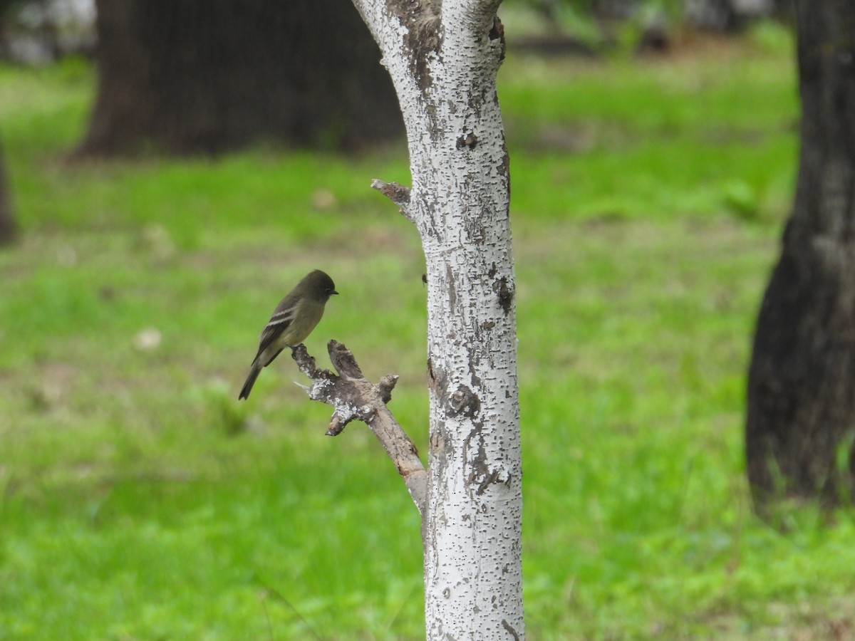 Hammond's Flycatcher - ML641933967