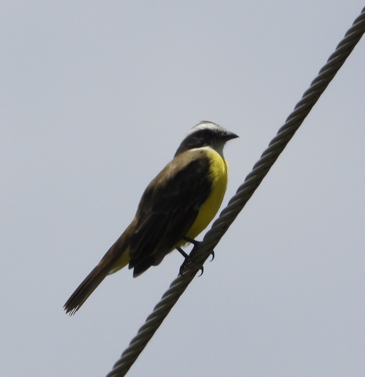 Social Flycatcher - ML641933972