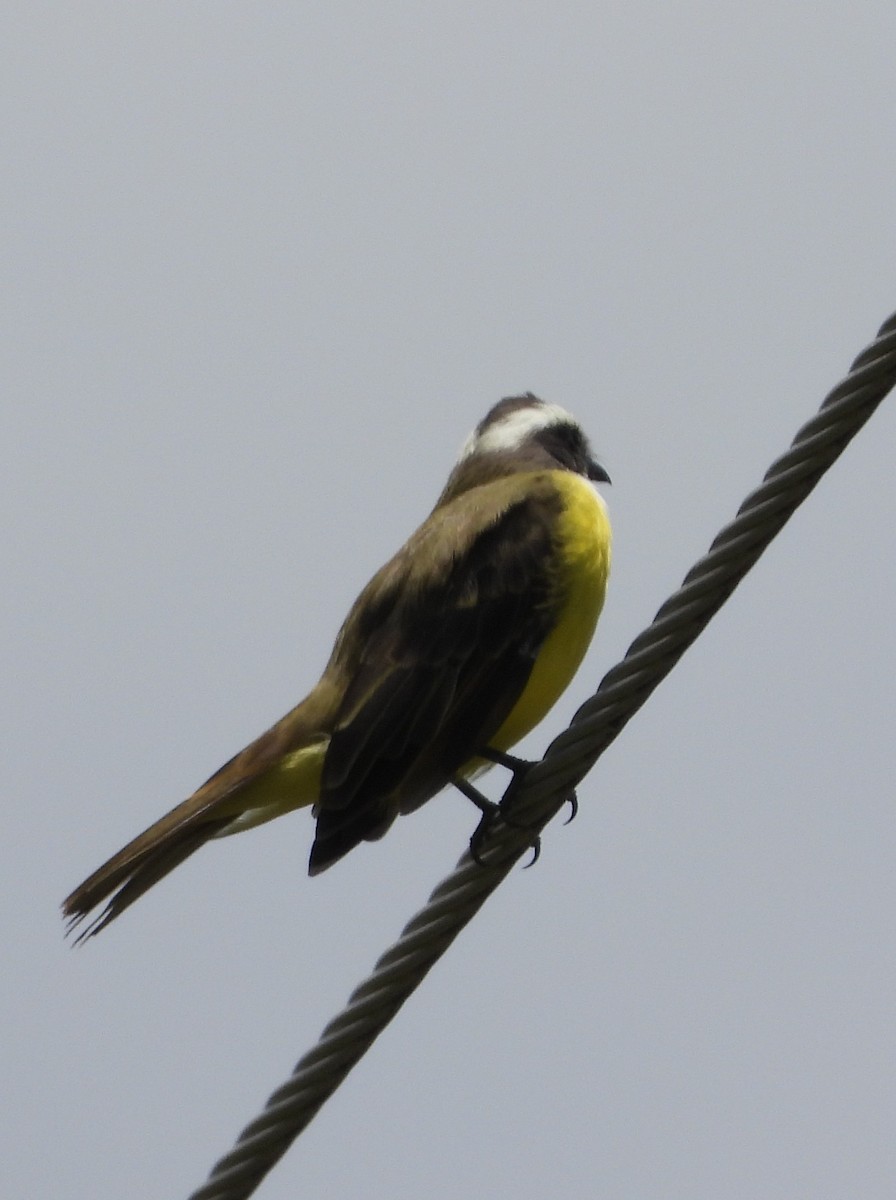 Social Flycatcher - ML641933973