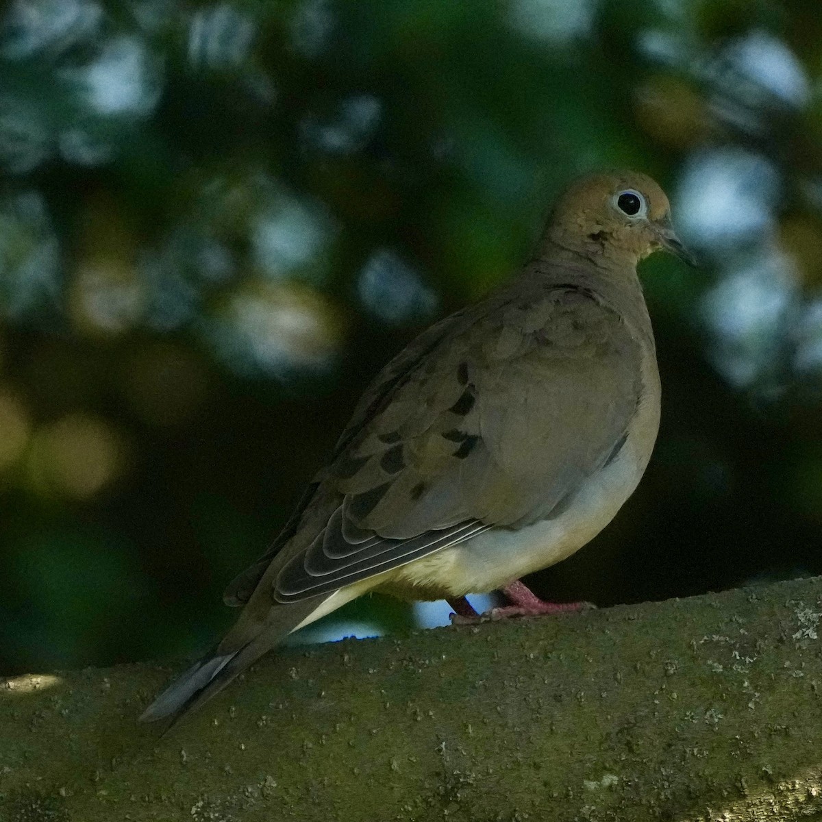 Mourning Dove - ML641933977