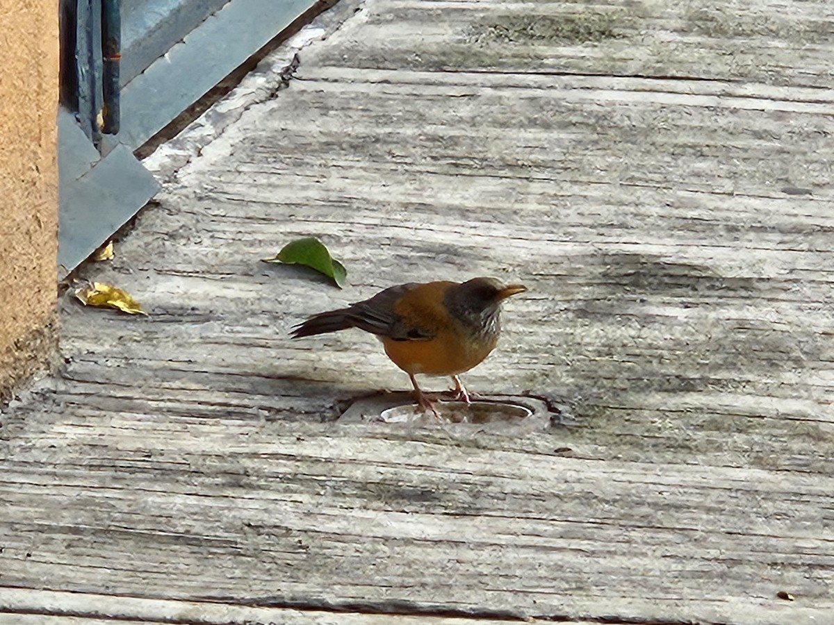 Rufous-backed Robin - ML641933980