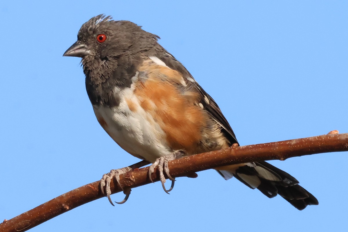 Spotted Towhee - ML641933995