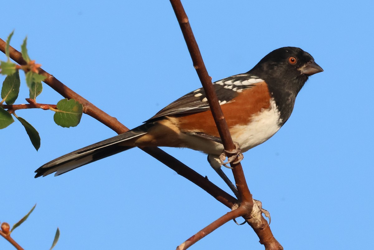 Spotted Towhee - ML641933996