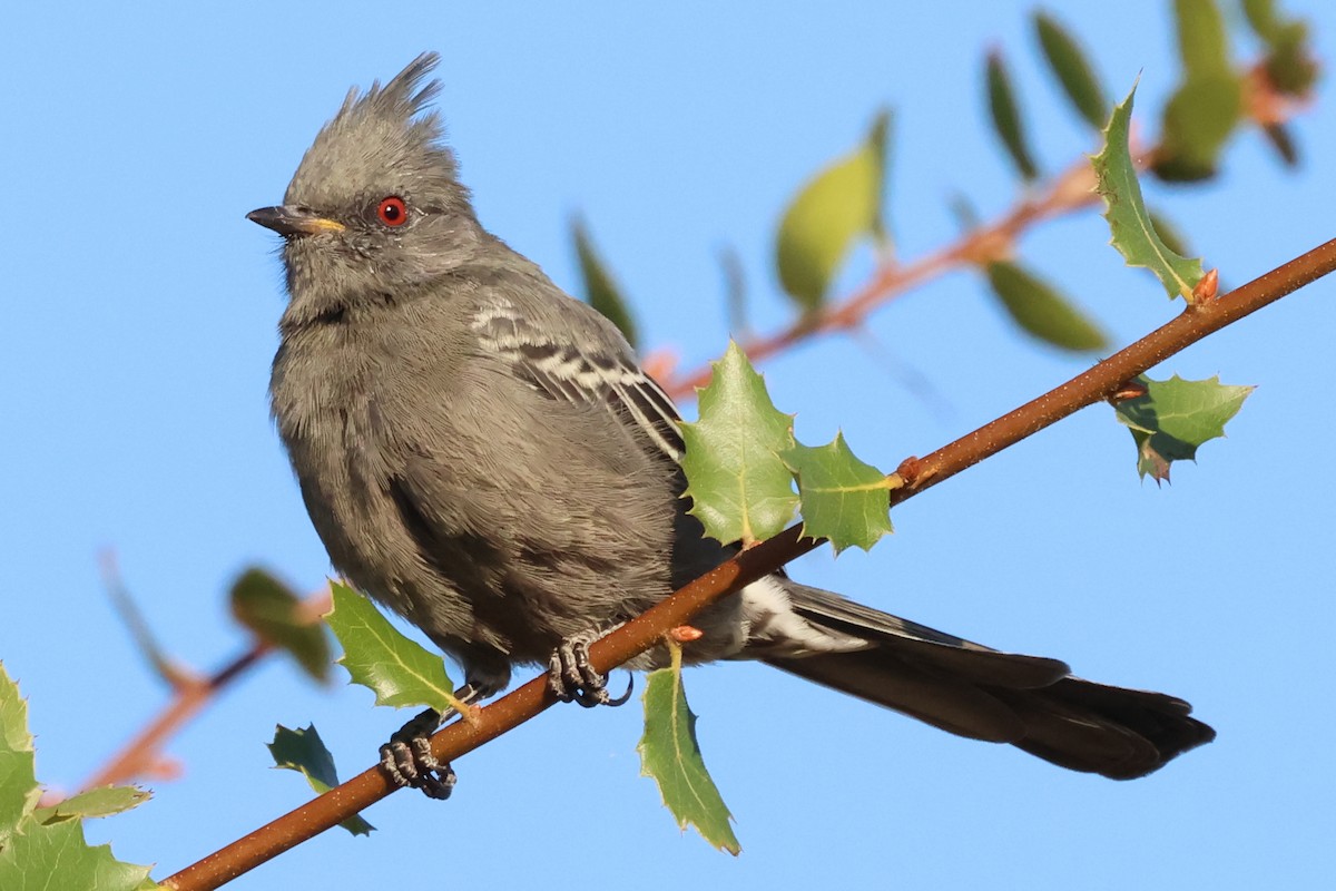 Phainopepla - ML641934007