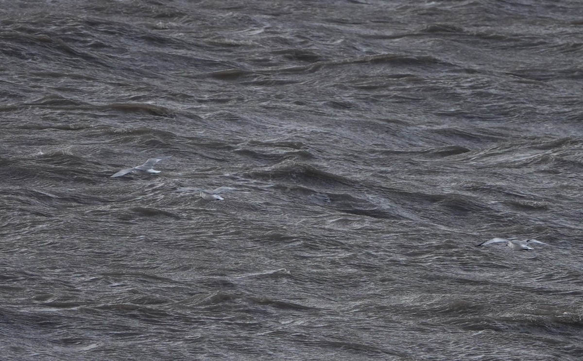 Black-legged Kittiwake - ML641934009