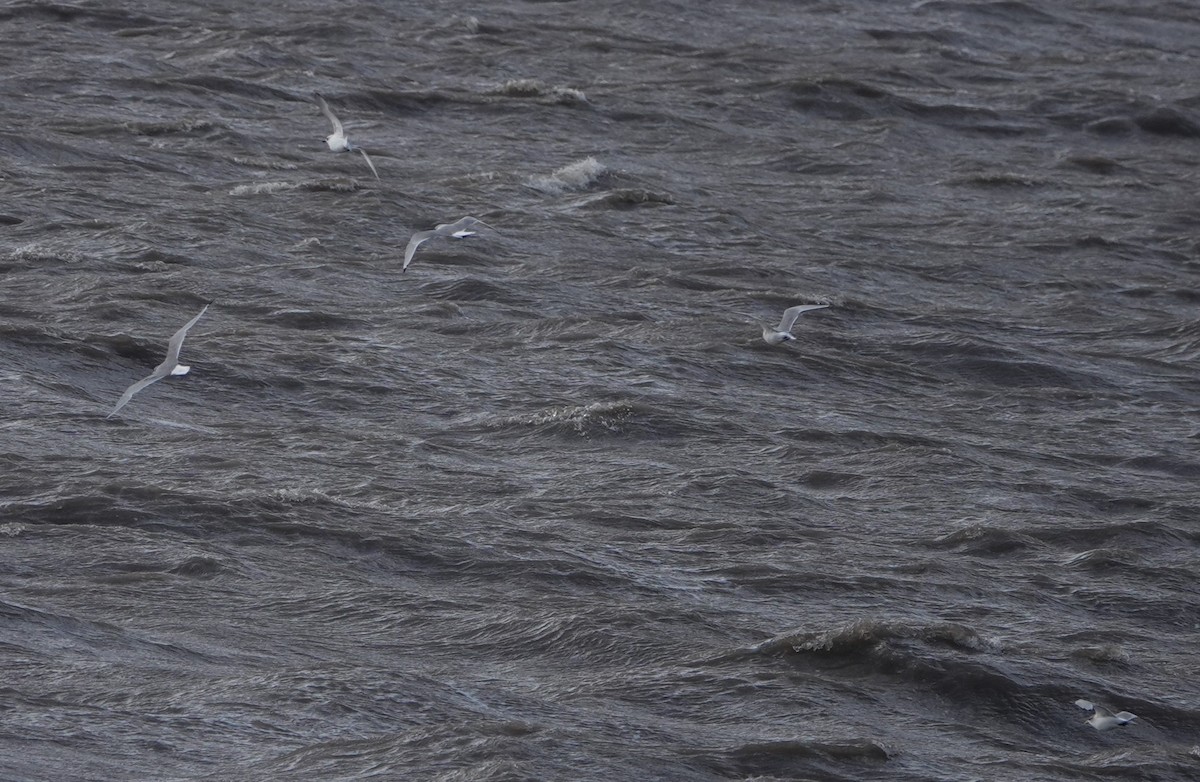 Black-legged Kittiwake - ML641934010