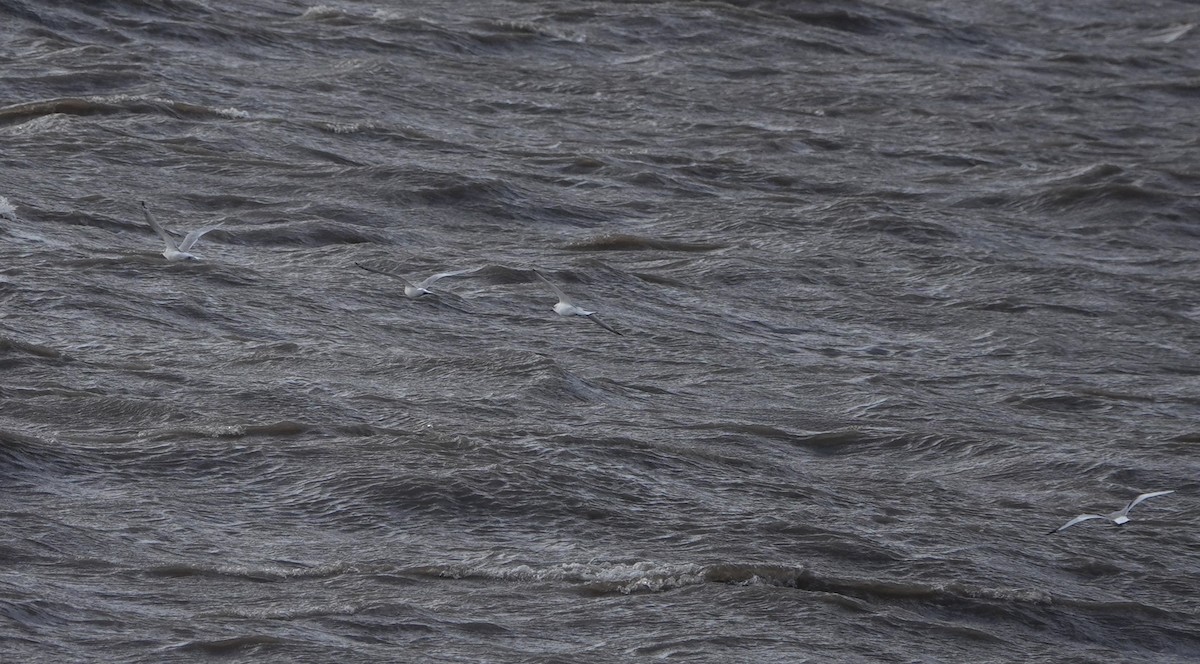 Black-legged Kittiwake - ML641934011